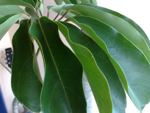 チャンドラへのアクセス Access MAP